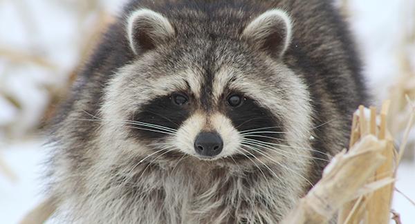 raccoon in the snow