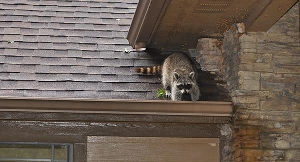 can racoons climb houses