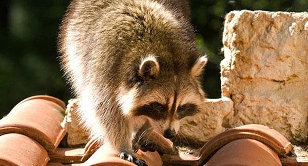 raccoon on the roof