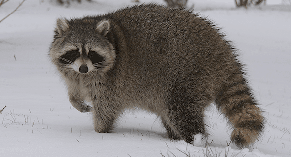 raccoon during winter season