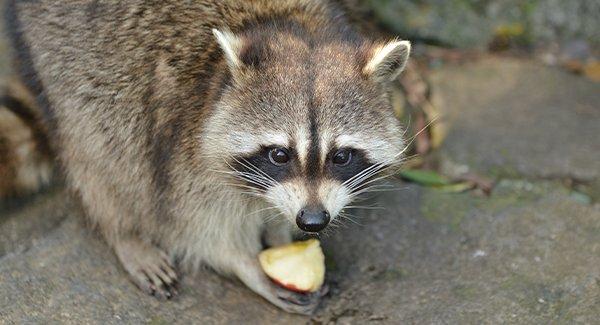 a racoon stealing food from the trash