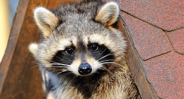 raccoon up close