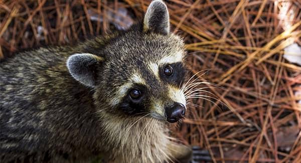 raccoon in the woods