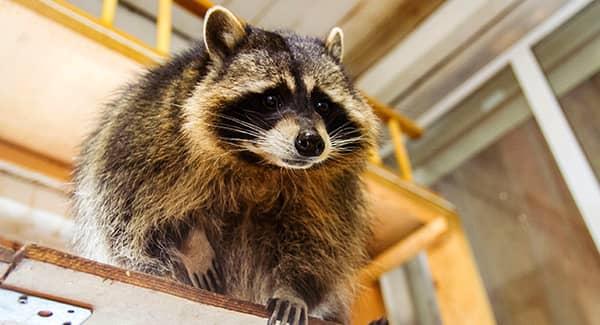 raccoon in shed