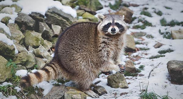 a raccoon outdoors in the snow