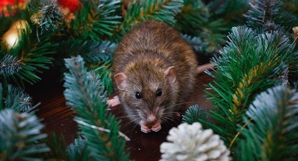 https://cdn.branchcms.com/jq7n0yplPo-1023/images/blog/rat-in-christmas-decorations.jpg