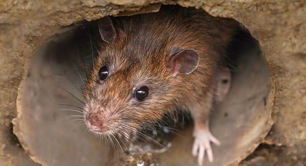 Portland's Ultimate Guide To Rat Infestations