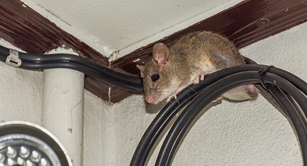rat on wires in a home