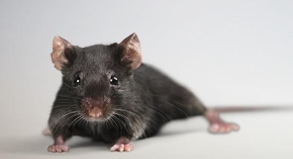 a rat crawling in a portland home