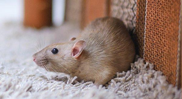 a rat inside a wall of a house around insulation