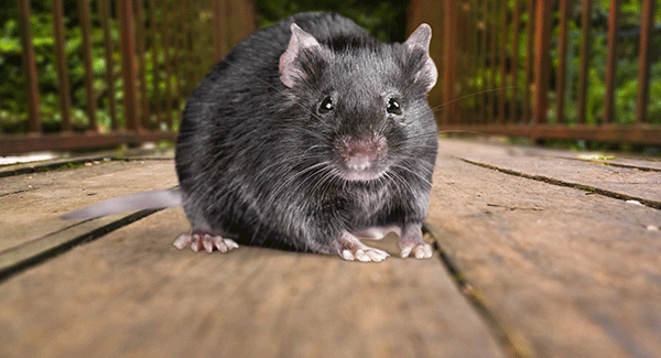 en rotte på et dekk