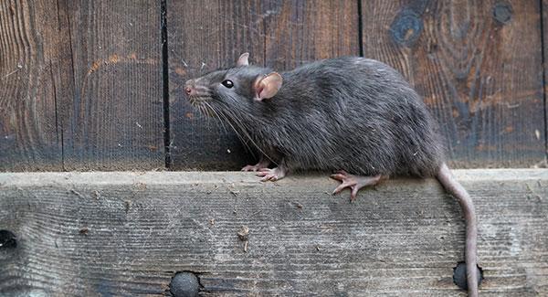 Mouse-Proof Your House With These Mouse-Control Tips - Major Pest Control