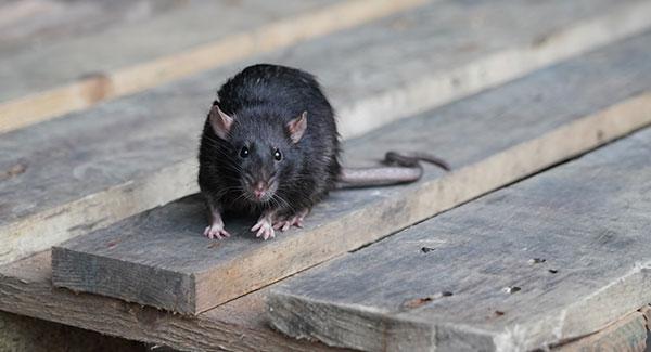 a rat sitting on a deck