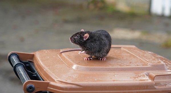 rat on top of trash can