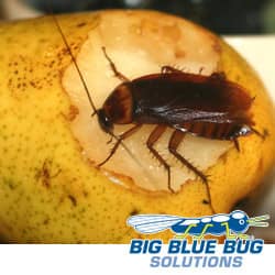 facts about cockroaches you should know