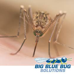 mosquito found in rhode island