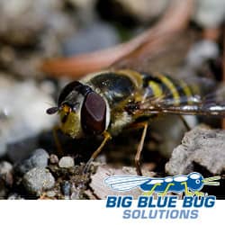 yellow jacket in providence ri