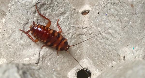 roach on an egg carton