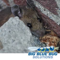 small brown mouse hiding behind a building in providence