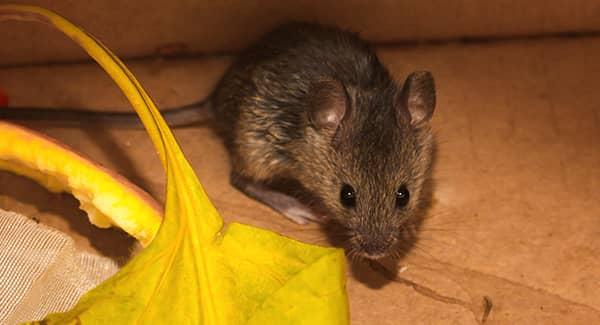 rodent in basement