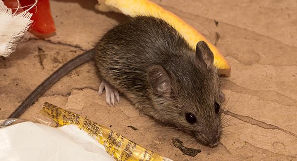 a rodent crawling inside a home