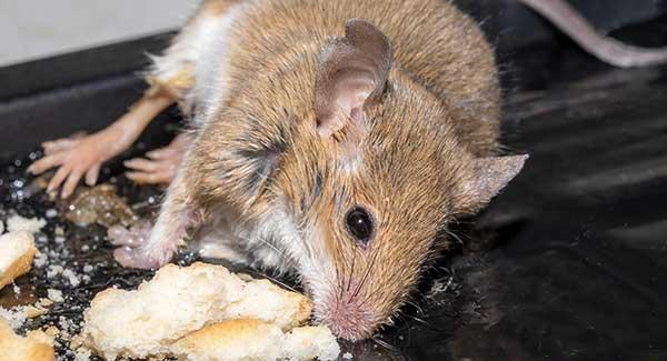 rodents in kitchen