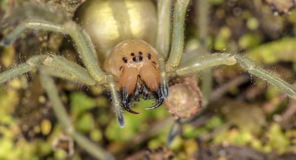 a large sac spider pounching on its prey with its black fangs open and ready to bite on a new england property