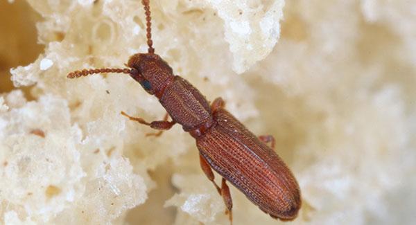 saw tooth grain beetle