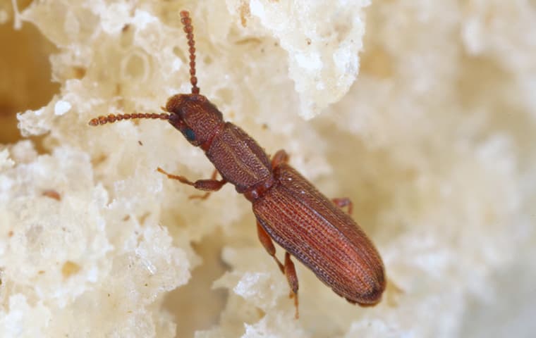 close-up of a grain beetle