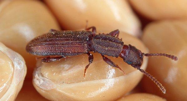 a sawtoothed grain beetle crawling throughout a pantry of lentils