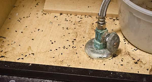 mouse droppings around the base board under a kitchen sink