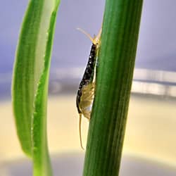 silverfish found in providence ri