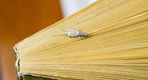 a log and leggy silverfish crawling along the pages of a closed book i a new england home