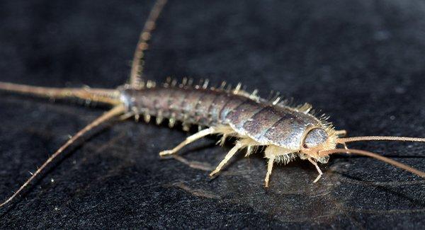 a silverfish crawling on a bathroom floor