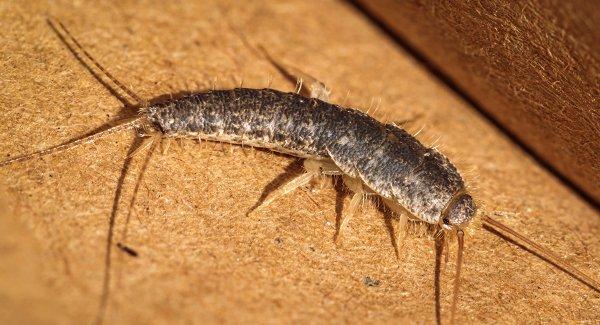 a silverfish on a table