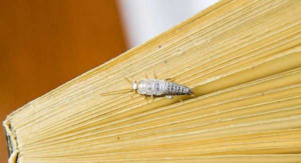 silverfish destroying paper