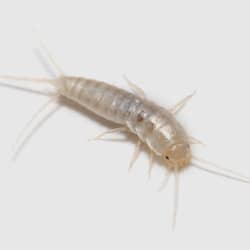 silverfish crawling on gray background