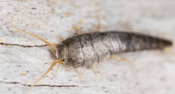 silverfish crawling on floor