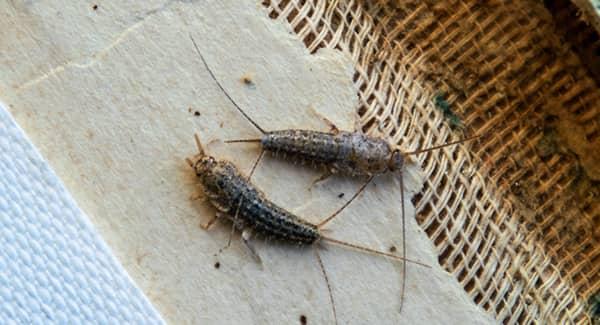 silverfish in new england home