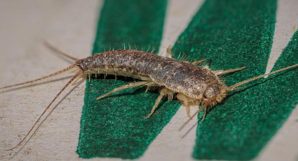 Pest Spotlight: Tackling A Silverfish Infestation In Milford