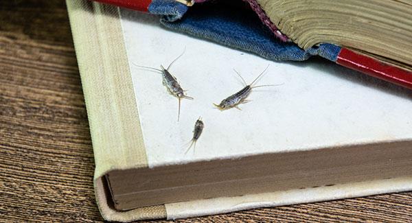 silverfish in a home