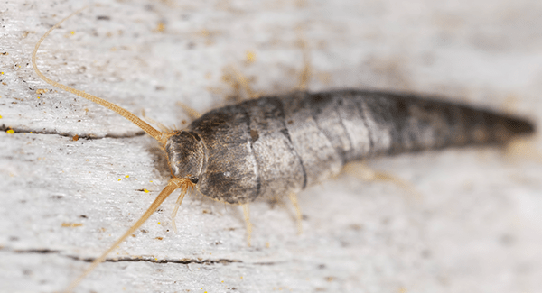 silverfish crawling on floor