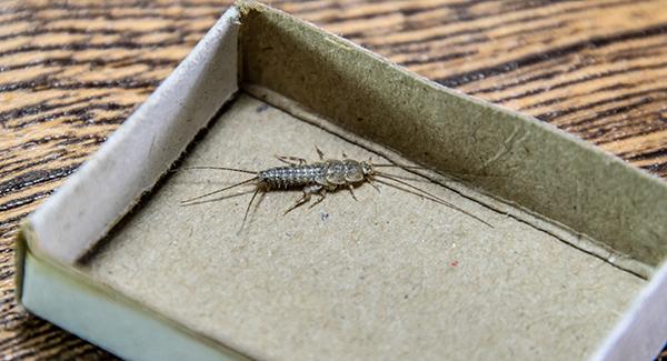 silverfish in a box