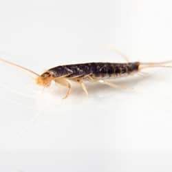 silverfish in RI home