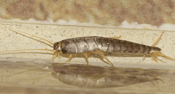 What You Need To Know About Silverfish