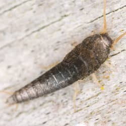 silverfish on floor