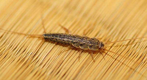 silverfish on a table in worcester home