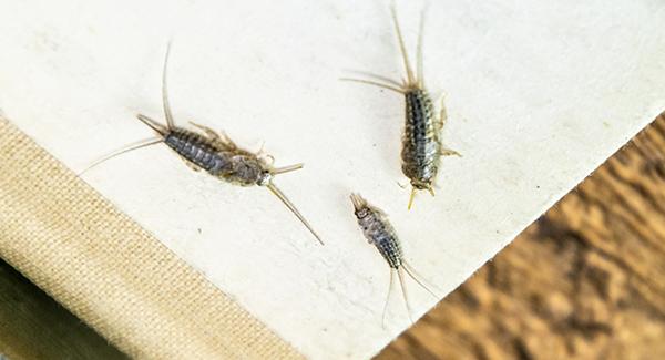 close up of silverfish