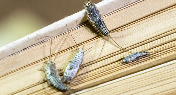 silverfish on a ledge