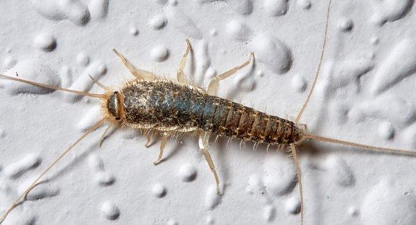 a silverfish on a bathroom wall